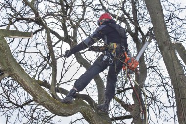 Tehlikeli bir ceviz ağacı kesmek için testere kullanarak bir arborist çalışmak