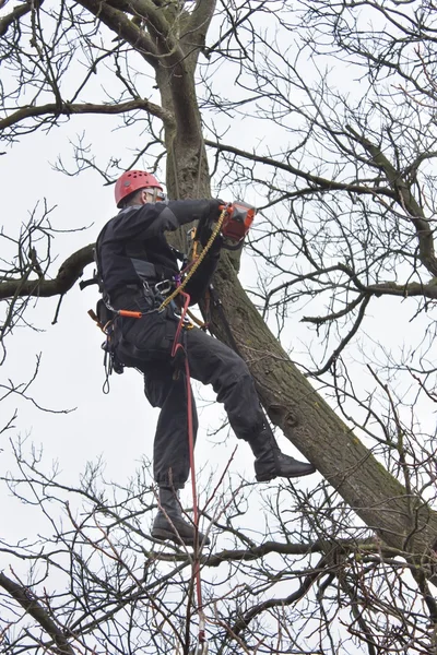 Ein Baumpfleger mit der Kettensäge einen Walnussbaum zu fällen, gefährliche Arbeit — Stockfoto