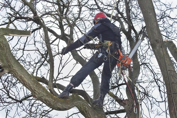 Арборист, использующий бензопилу, чтобы рубить ореховое дерево, опасная работа — стоковое фото
