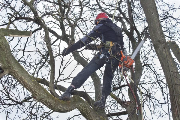 Un arborista con una motosega per tagliare un albero di noce, lavoro pericoloso — Foto Stock