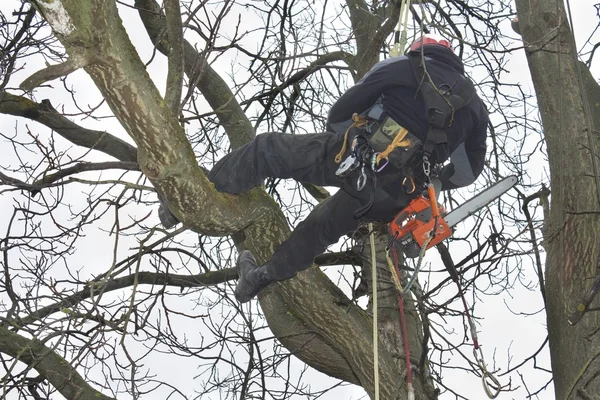 Un arboriste utilisant une tronçonneuse pour couper un noyer, travail dangereux — Photo