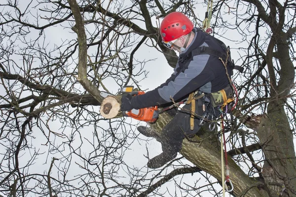 Tehlikeli bir ceviz ağacı kesmek için testere kullanarak bir arborist çalışmak
