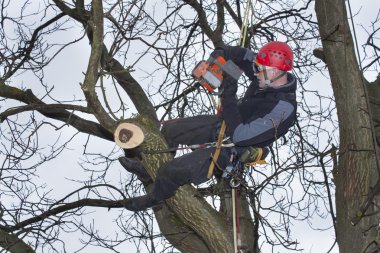 Tehlikeli bir ceviz ağacı kesmek için testere kullanarak bir arborist çalışmak