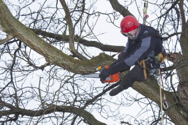 Tehlikeli bir ceviz ağacı kesmek için testere kullanarak bir arborist çalışmak