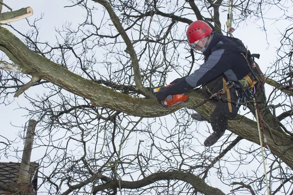 Ένας δενδροκόμος χρησιμοποίηση ενός αλυσιδοπριόνου να κόψει ένα δέντρο καρυδιάς, επικίνδυνη εργασία — Φωτογραφία Αρχείου