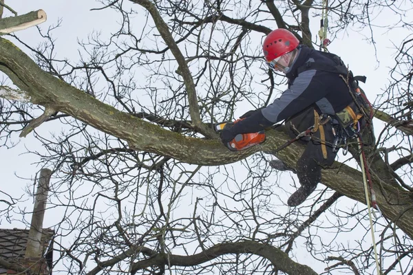 Een boomkweker met een kettingzaag te snijden een walnoot boom, gevaarlijke werken — Stockfoto