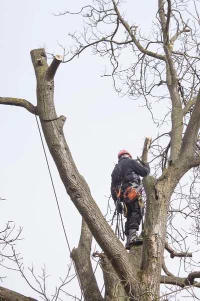 Un arborista con una motosega per tagliare un albero di noce, lavoro pericoloso — Foto Stock