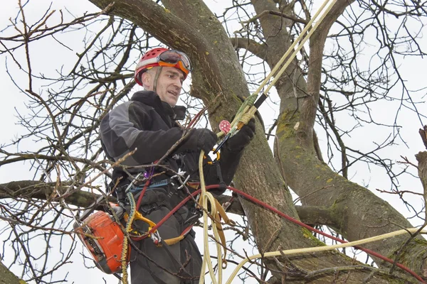 Un arborista usando una motosierra para cortar un nogal, trabajo peligroso — Foto de Stock