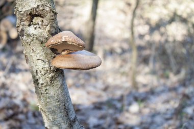 Ölümü - huş ağacı üzerinde huş mantarı - Betula pendula huş ağacı. Mantarlar çürüme ve besinler toprağa dönmek için ağaç yardımcı olacaktır. Arka plan bulanık