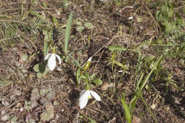 Bahar, Galanthus nivalis ormanda vahşi kardelen çiçek