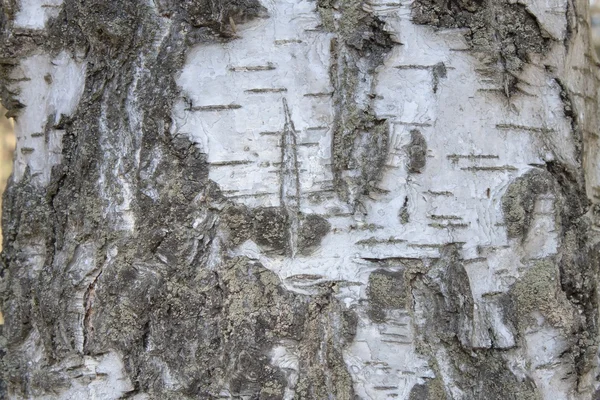 Kabuğu gümüş huş ağacı, ayrıntılı Görünüm — Stok fotoğraf