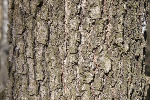 Corteccia di quercia per sfondo naturale — Foto Stock