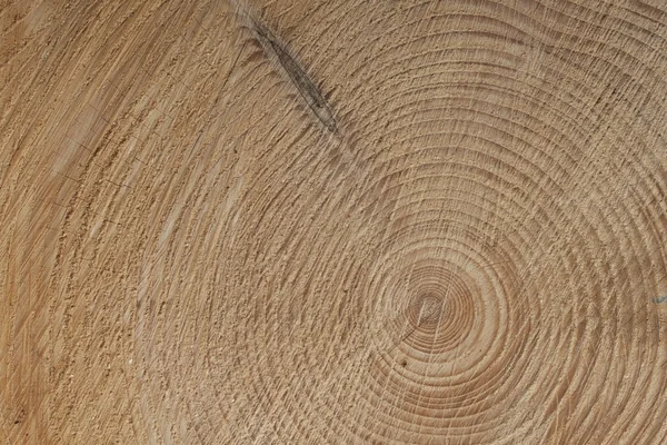 Růst kroužky tre, smrkové větve, detailní zobrazení — Stock fotografie