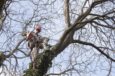 Bir testere kullanarak ağaç budama, bir ceviz ağacı kesmek bir arborist