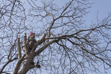 Bir testere kullanarak ağaç budama, bir ceviz ağacı kesmek bir arborist