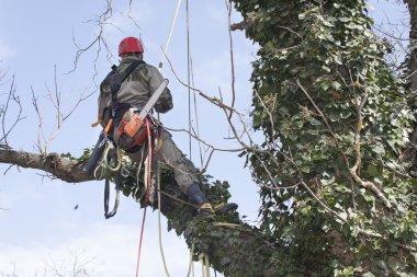 Bir testere kullanarak ağaç budama, bir ceviz ağacı kesmek bir arborist