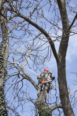 Bir testere kullanarak ağaç budama, bir ceviz ağacı kesmek bir arborist