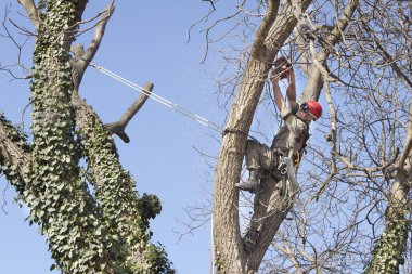 Bir testere kullanarak ağaç budama, bir ceviz ağacı kesmek bir arborist