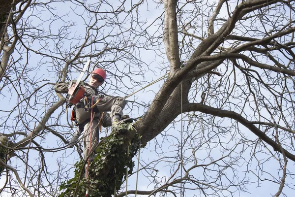 Un arborista usando una motosierra para cortar un nogal, poda de árboles — Foto de Stock