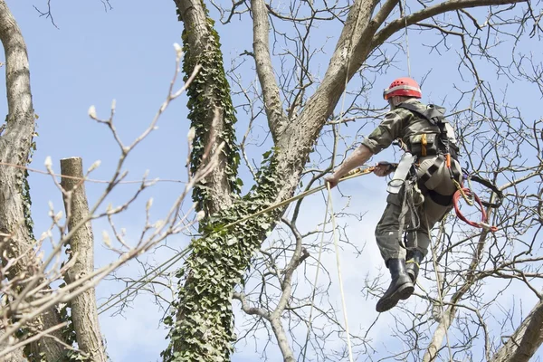 Een boomkweker met een kettingzaag te snijden een walnoot boom, boom snoeien — Stockfoto