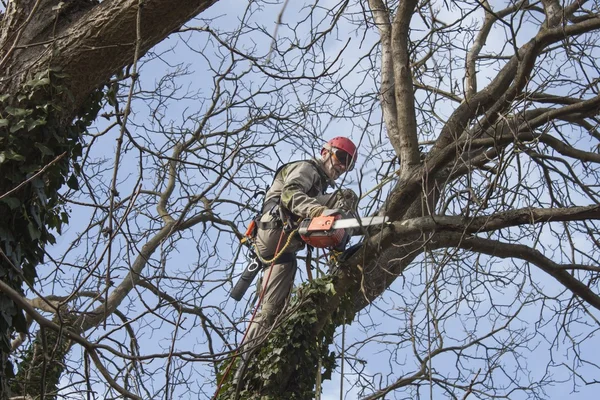 Bir testere kullanarak ağaç budama, bir ceviz ağacı kesmek bir arborist