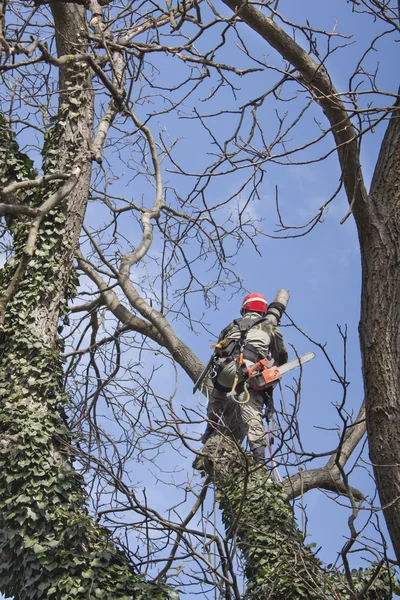 Un arborista con una motosega per tagliare un albero di noce, potatura albero — Foto Stock