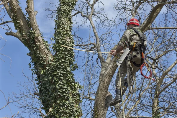 Арборист, использующий бензопилу, чтобы срубить ореховое дерево, обрезать деревья — стоковое фото