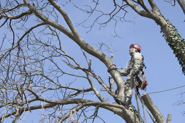 Un arborista usando una motosierra para cortar un nogal, poda de árboles — Foto de Stock