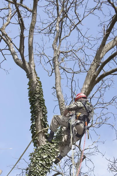 Un arborista usando una motosierra para cortar un nogal, poda de árboles — Foto de Stock