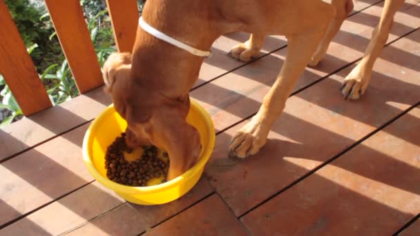 Собака ест из миски, собака ест гранулы, Венгерский Пойнтер, Висла — стоковое видео