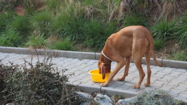 彼のボールを食べる犬、犬が食べる顆粒、ハンガリーのポインター Viszla — ストック動画