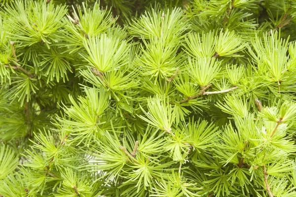 Bakgrund av lärk grenar fyllde hela ramen, unga nålar av lärk, Larix — Stockfoto