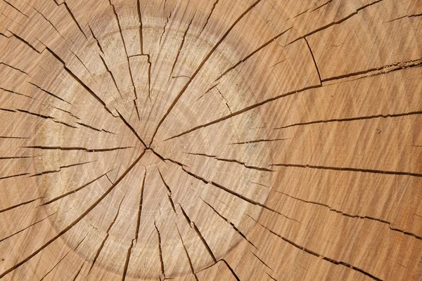 Holzstruktur vom Baum, Pflaumenbaum, Wachstumsringe — Stockfoto