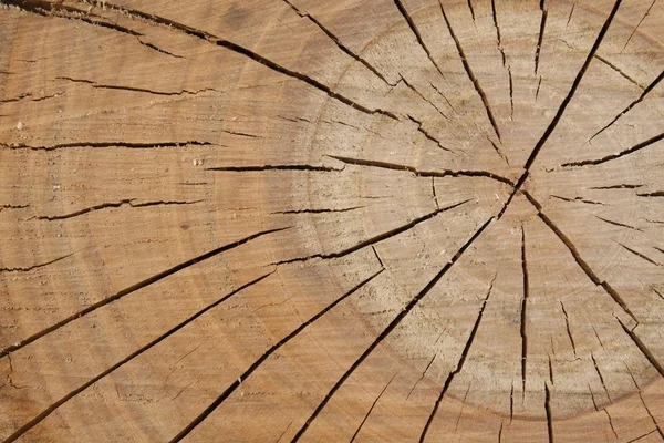 Holzstruktur vom Baum, Pflaumenbaum, Wachstumsringe — Stockfoto