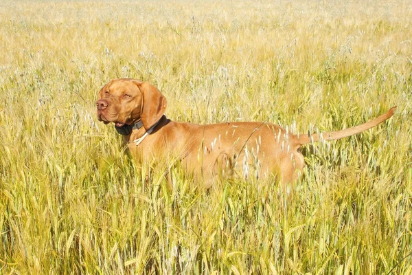 Perro de caza en el grano de maduración. Día caluroso de verano. Puntero húngaro Viszla caza. Collar eléctrico para perros . — Foto de Stock