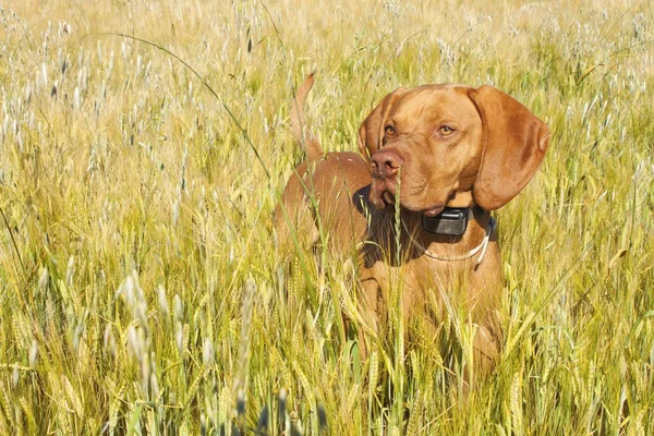 Hunting dog in the ripening grain. Hot summer day. Hungarian Pointer Viszla hunting. Electric dog collar.