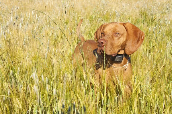 Hunting dog in the ripening grain. Hot summer day. Hungarian Pointer Viszla hunting. Electric dog collar. — Stockfoto