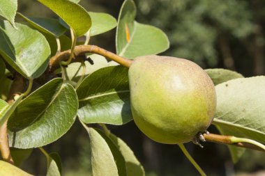 Olgunlaşmamış yeşil armut ağacı. Yaz günü meyve. Arka plan bulanık.