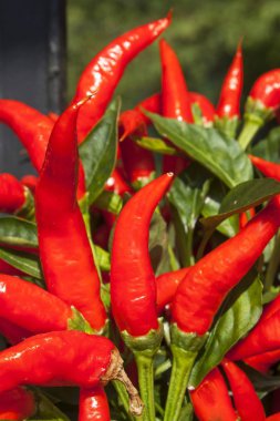 Domestic cultivation of red chilli peppers in a pot. Chilli peppers in the bushes on the iron gate. Ripe red hot chili peppers on a tree.