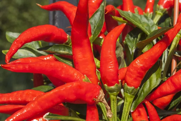 Domestic cultivation of red chilli peppers in a pot. Chilli peppers in the bushes on the iron gate. Ripe red hot chili peppers on a tree. — Stock Photo, Image