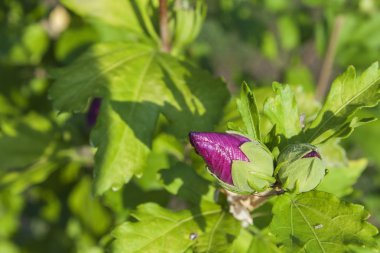 Hibiscus çiçek çalılar ışığında sabah güneşi, arka plan bulanık. Ev Bahçe bir yaz gününde. Süs çiçek ekimi. İç hat hobi - Bahçe.