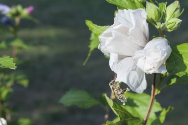 Arı polen kaplı ayrıntılı görünümünü... Bal tatlı pollen çevrimi. Hibiscus çiçek çalılar ışığında sabah güneşi, arka plan bulanık. Ev bahçe bir yaz gününde.