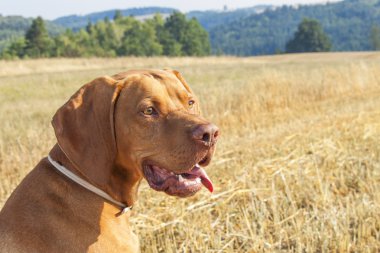 Hungarian Pointer Viszla on the harvested field on a hot summer day. Dog sitting on straw. Morning sunlight in a dry landscape.