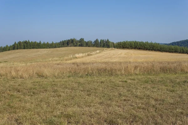 Сухий краєвид, спекотне літо без дощу в Чеській Республіці. Суха трава на спекотний літній день. — стокове фото