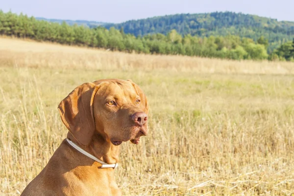 Húngaro Pointer Viszla no campo colhido em um dia quente de verão. Cão sentado na palha. Luz solar da manhã em uma paisagem seca . — Fotografia de Stock