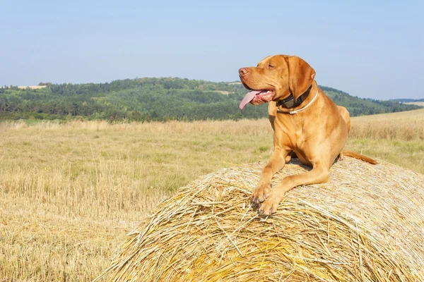 Hungarian Pointer Viszla on the harvested field on a hot summer day. Dog sitting on straw. Morning sunlight in a dry landscape. — Stockfoto