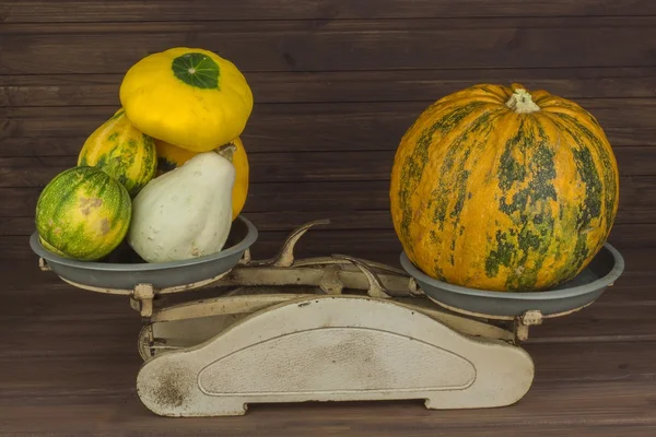 Autumn harvest of pumpkins. Preparing for Halloween. Growing vegetables in a home garden. Place for your text. Autumn pumpkins with leaves on wooden board. Old kitchen scale vegetable.