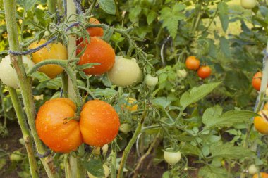 Bir iç bahçe domates büyüyen. Sabah güneşin ıslak domates. Bir ev bahçe sebze olgunlaşma. Su sonra domates meyve üzerine yağmur damlaları. Arka plan bulanık.