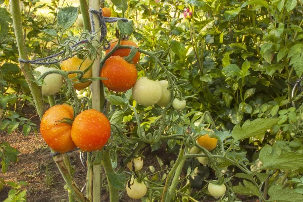 国内の庭でトマトを栽培します。朝の太陽でトマトを濡れています。家の庭で野菜を熟成します。トマト果実に雨の後の水の滴。背景をぼかした写真. — ストック写真