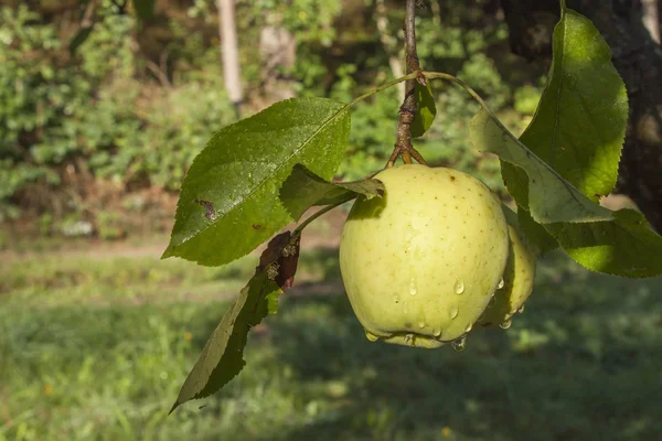 Green apple with drops of water. Rain drops on green apples on a apple tree branch. Growing apples in the garden. Place for your text. Blurred background.